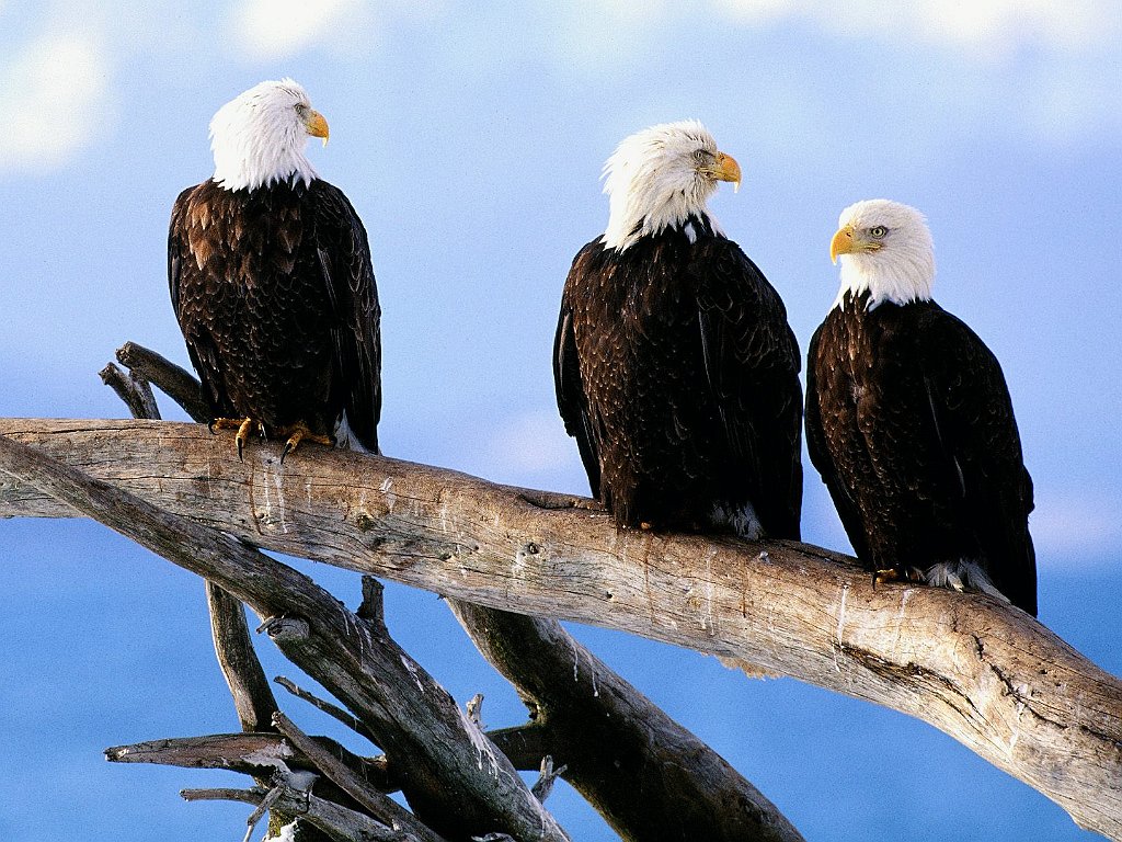 Judges Court, Bald Eagles